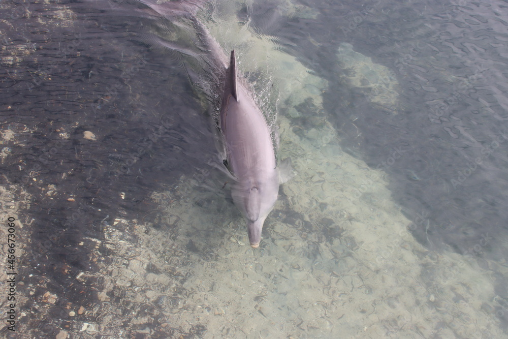 Fototapeta premium Indo-Pacific Bottlenose Dolphin, Monkey Mia, Western Australia.
