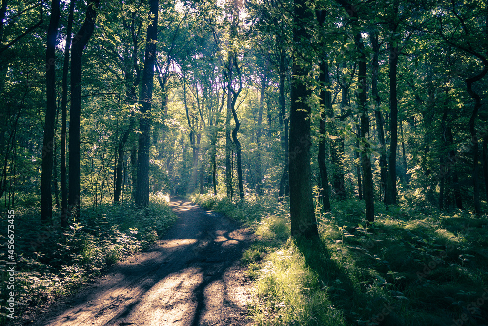 Obraz premium leśna ścieżka w słoneczny dzień