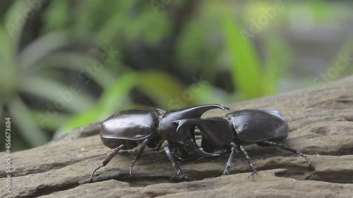 Two male Rhinoceros beetle, Rhino beetle , Fighting beetle  fight for a female during the mating season.