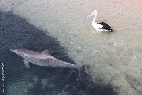 Indo-Pacific Bottlenose dolphin and Australian Pelican  Monkey  Mia  Western Australia.