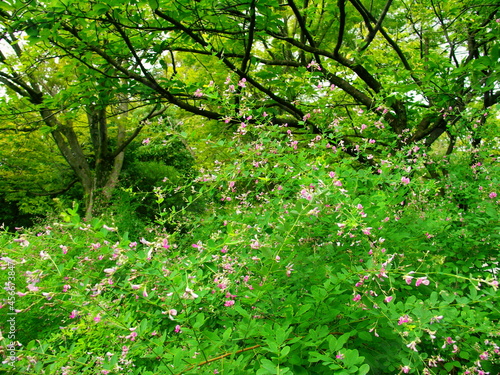 Fototapeta Naklejka Na Ścianę i Meble -  萩の花と桜の木のある初秋の公園風景