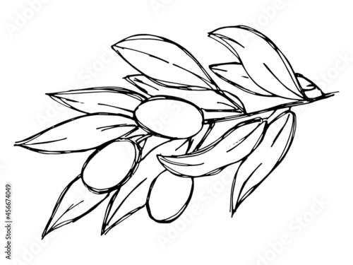 Vector sketch of olive branch. Hand drawn outline icon. Eco food doodle illustration isolated on white background. For print, web, design, decor, logo. 