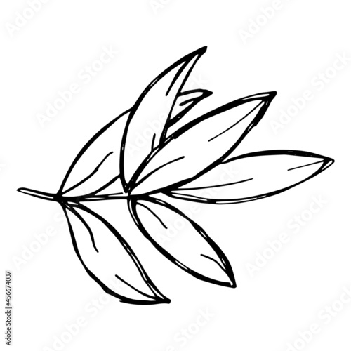 Vector sketch of olive branch. Hand drawn outline icon. Eco food doodle illustration isolated on white background. For print, web, design, decor, logo. 