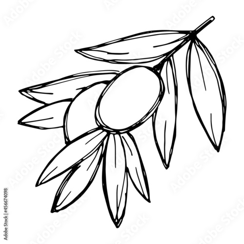Vector sketch of olive branch. Hand drawn outline icon. Eco food doodle illustration isolated on white background. For print, web, design, decor, logo. 