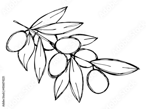 Vector sketch of olive branch. Hand drawn outline icon. Eco food doodle illustration isolated on white background. For print, web, design, decor, logo. 