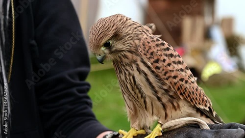 Young falcon training for falconry sits perched on the trainer's gloved hand.