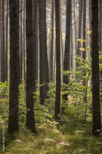 Fototapeta Naklejka Na Ścianę i Meble -  las jesienią 