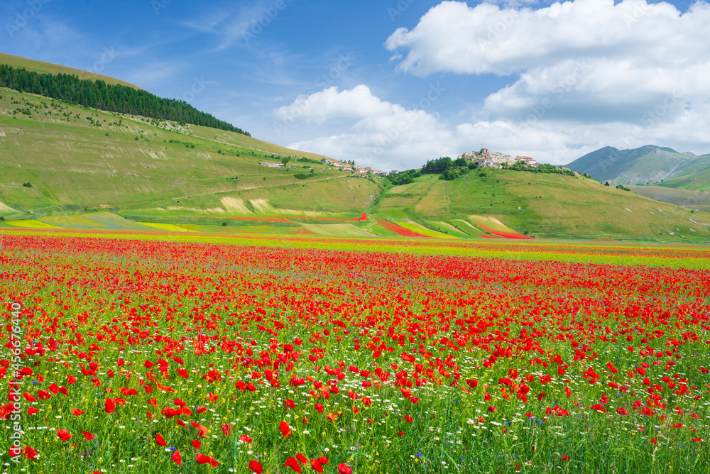 Castelluccio di Norcia highlands, Italy, blooming cultivated fields, tourist famous colourful flowering plain in the Apennines. Agriculture of lentil crops and red poppies.