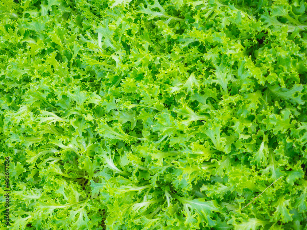 Organic green oak lettuce vegetable,Fresh green oak lettuce Organic green oak lettuce vegetable,Fresh green oak lettuce