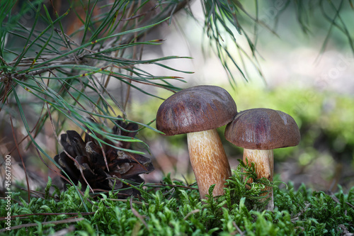 Two amazing edible Imleria badia mushrooms photo