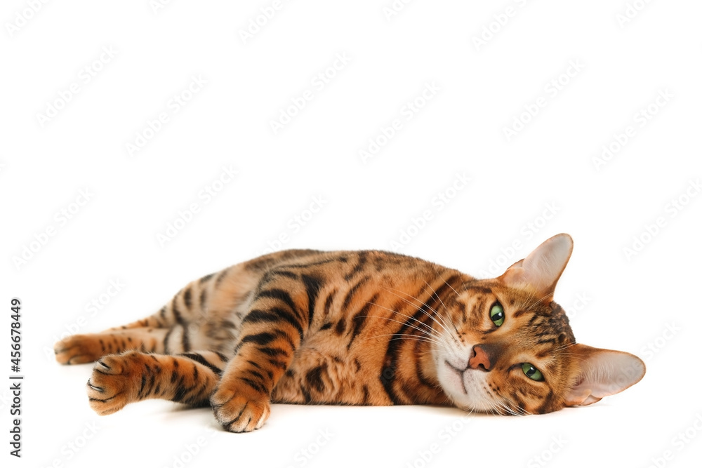 Obraz premium Beautiful cute ginger striped bengal cat enjoy lying,sleeping, relaxing, chilling on white background. Pet having rest, funny animal concept. Copy space for text.