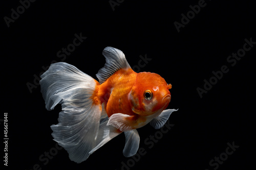 Goldfish pet in an aquarium tank with a black background	