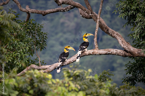 Beautiful Great Hornbill in rainforest nature and find lace as food