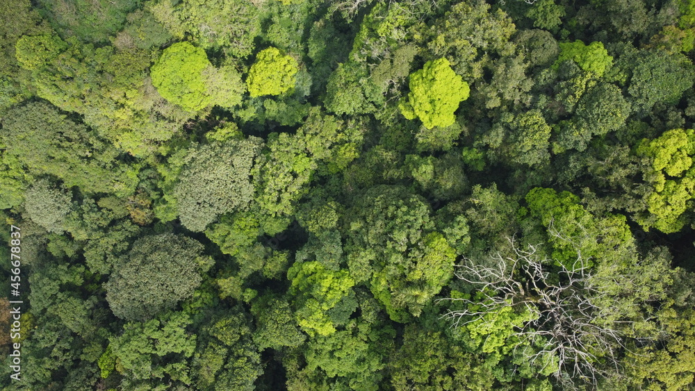 Forest From Sky Landscape Forest From Sky Landscape
