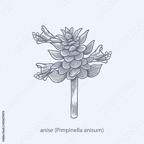 Hand drawn of herbs and spices bay leaf Laurus nobilis