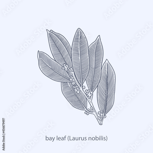 Hand drawn of herbs and spices basil (Ocimum basilicum)