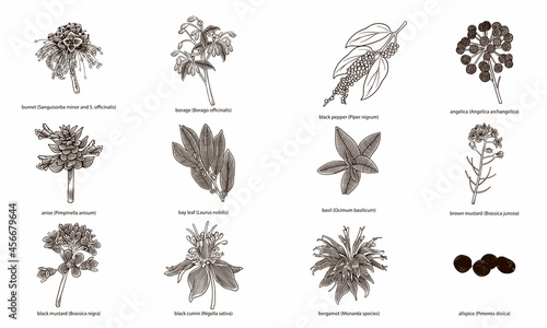Set of hand drawn herbs and spices isolated on white background