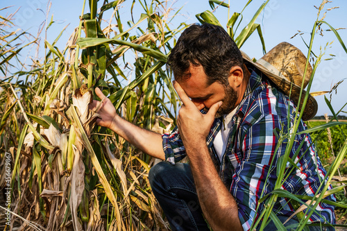 Farmer is displeased and sad because his corn field is devastated by drought.