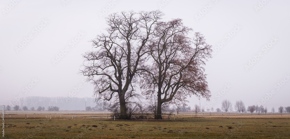 Lone bare trees on pasture. Autumn foggy landscape. Panoramic misty rural scene