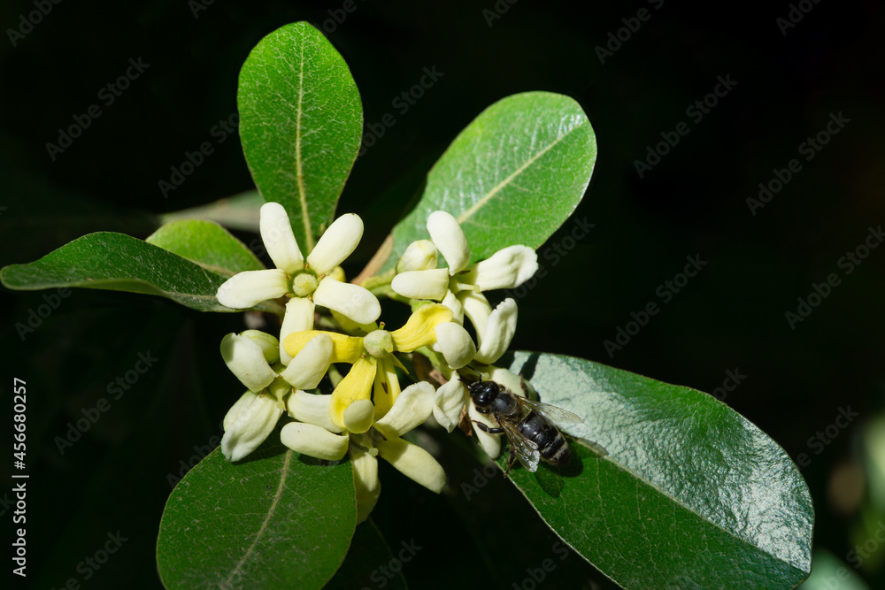 Yellow white flowers of Pittosporum tobira, Australian laurel or Japanese pittosporum, Japanese cheesewood in Arboretum Park Southern Cultures in Sirius (Adler). Nature wallpaper, copy space Yellow white flowers of Pittosporum tobira, Australian laurel or Japanese pittosporum, Japanese cheesewood in Arboretum Park Southern Cultures in Sirius (Adler). Nature wallpaper, copy space