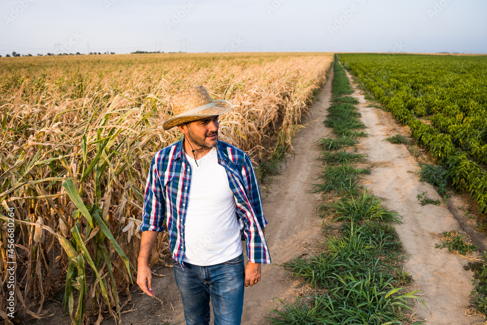Farmer is walking by his dry corn field.