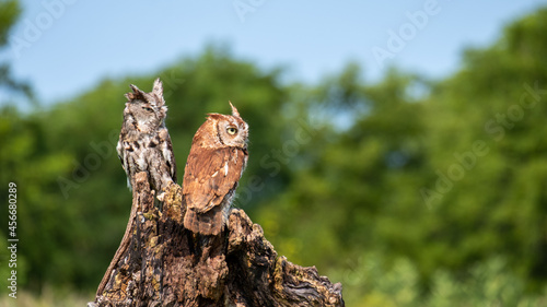 Cute eastern screech owls perched on wood in the green garden photo