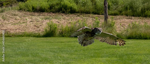 Great horned owl hovering low in the garden covered with green grass photo