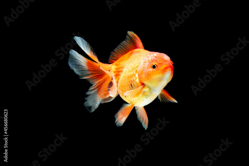 Goldfish swimming on black background 