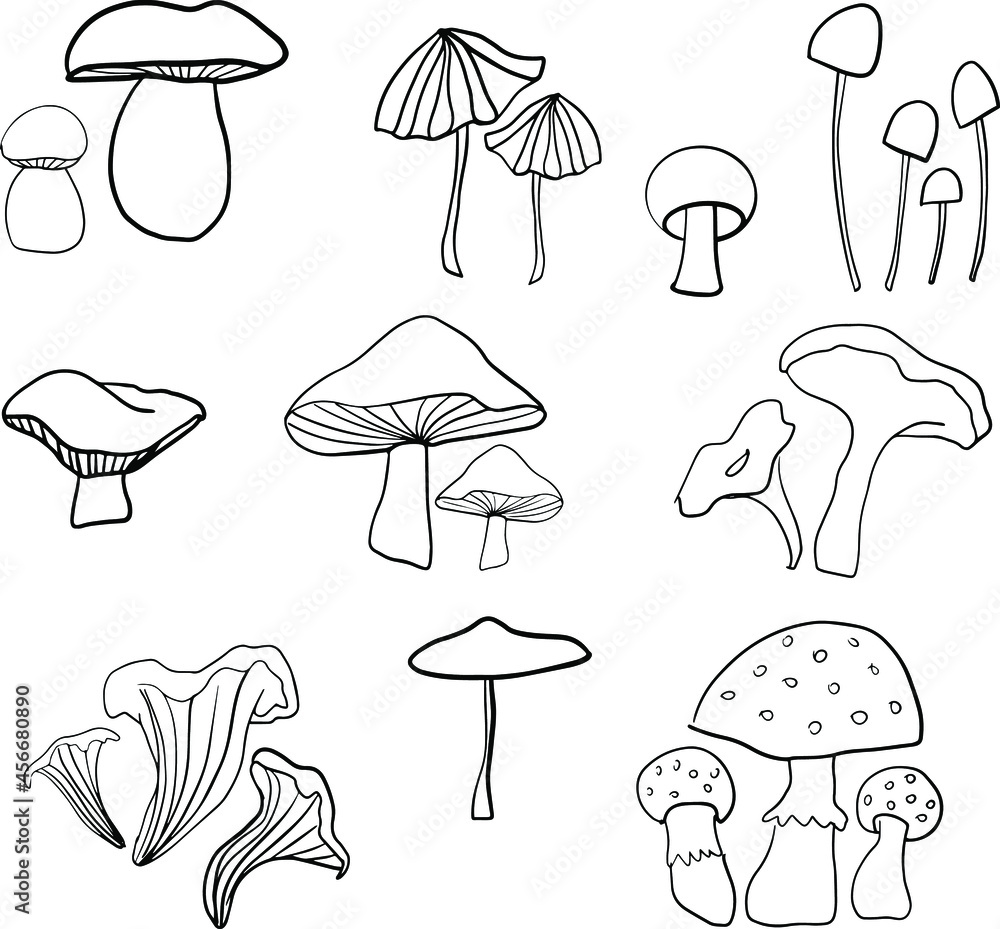 Line art vector mushrooms on white background. Nature, doodle, graphic, plant, outline, cartoon champignon