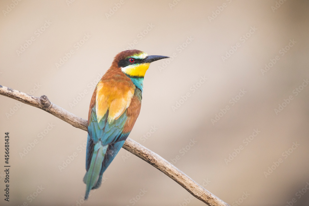 Close up portrait of the Bee Eater sitting on branch next to the breeding site