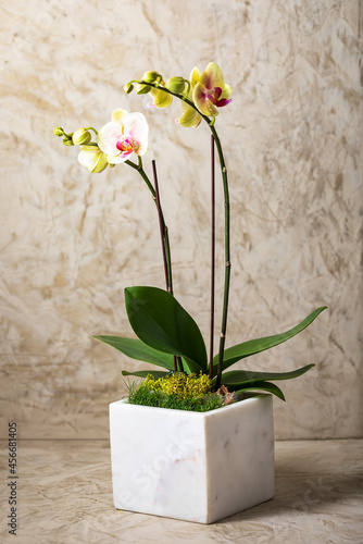 Fototapeta Naklejka Na Ścianę i Meble -  Orchid Bonsai decor