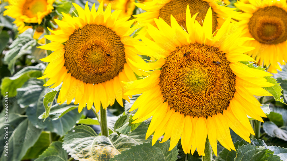 Fototapeta premium Blooming sunflowers natural background, close-up.