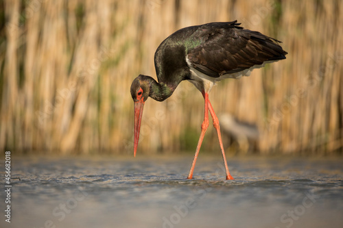 Close up portrait of the Black Stork, wading in the shallow water pool for hunting a fish prey