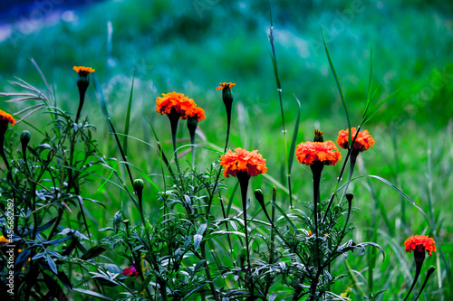 Fototapeta Naklejka Na Ścianę i Meble -  Tagetes is a genus of annual or perennial, mostly herbaceous plants in the sunflower family Asteraceae. 
 They are among several groups of plants known in English as marigolds. The genus Tagetes was d