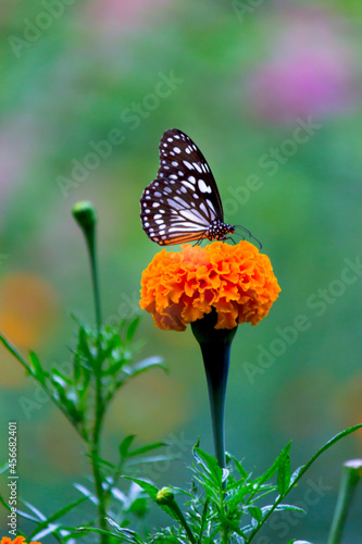 Blue spotted milkweed butterfly or danainae or milkweed butterfly feeding on the flower plants in natural environment, macro shots, butterfly garden, 