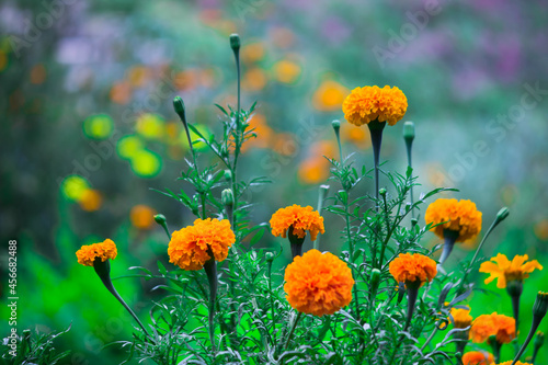 Tagetes is a genus of annual or perennial, mostly herbaceous plants in the sunflower family Asteraceae. They are among several groups of plants known in English as marigolds. The genus Tagetes was d