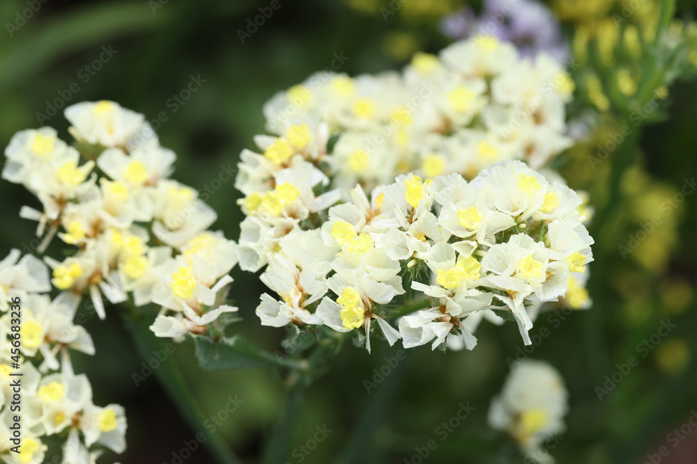 Closeup of yellow statice flowers growing in garden Closeup of yellow statice flowers growing in garden