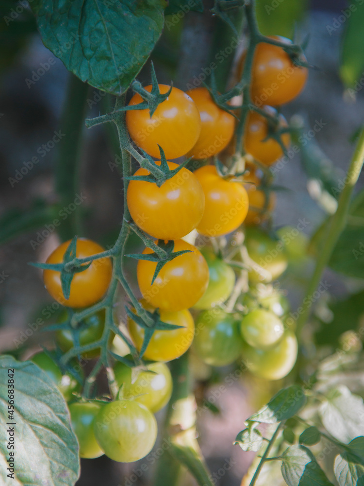 assortment of yellow tomatoes in their tomato plant ready for harvesting