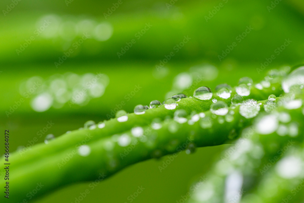 Green leaf with water drops for background. Green leaf with morning dew close up. grass and dew abstract background. Natural green background with leaf and drops of water.