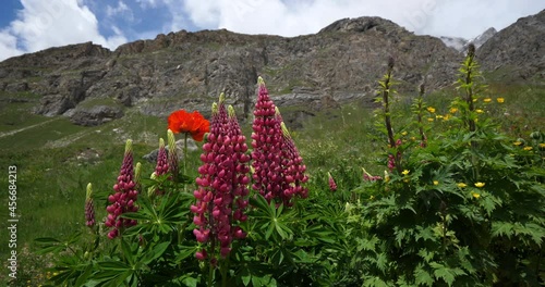 Lupinus x regalis, Vanoise national park, Savoie department, France photo