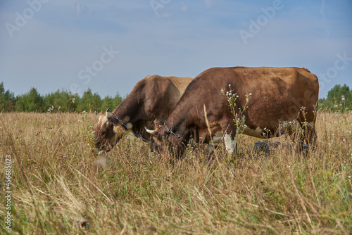 Fototapeta Naklejka Na Ścianę i Meble -  Two brown cows graze side by side in a meadow .