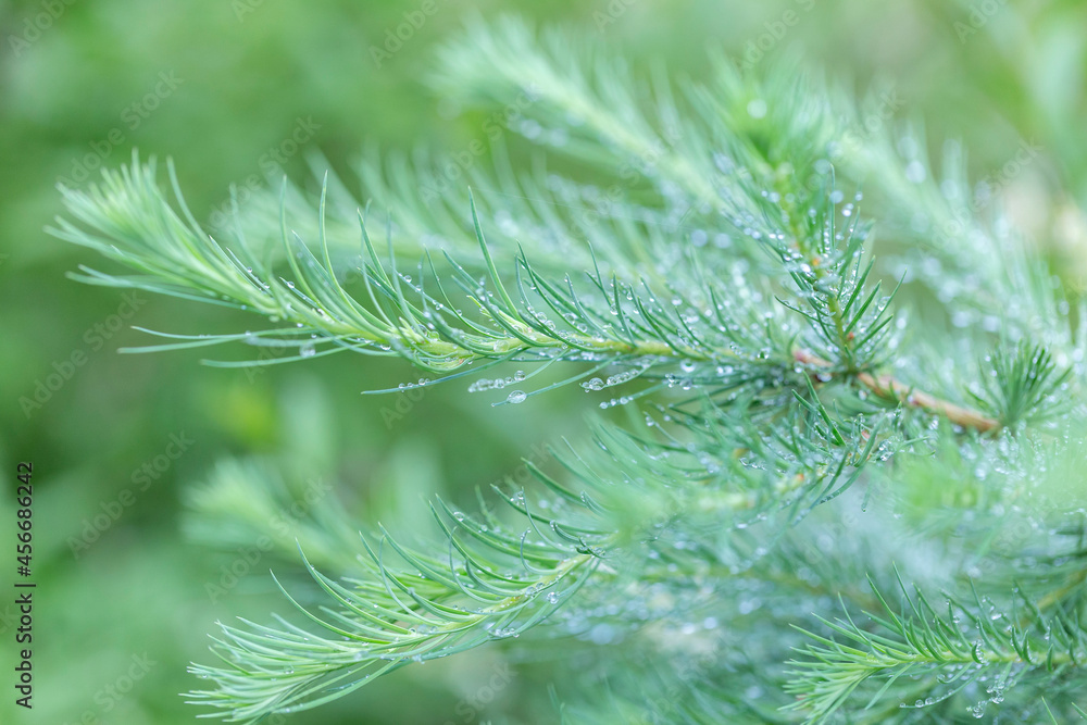 Branch with young needles European larch (Larix decidua) in the morning dew. Branch with young needles European larch (Larix decidua) in the morning dew.