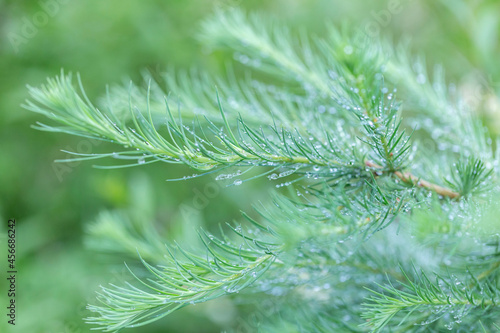 Branch with young needles European larch (Larix decidua) in the morning dew. photo