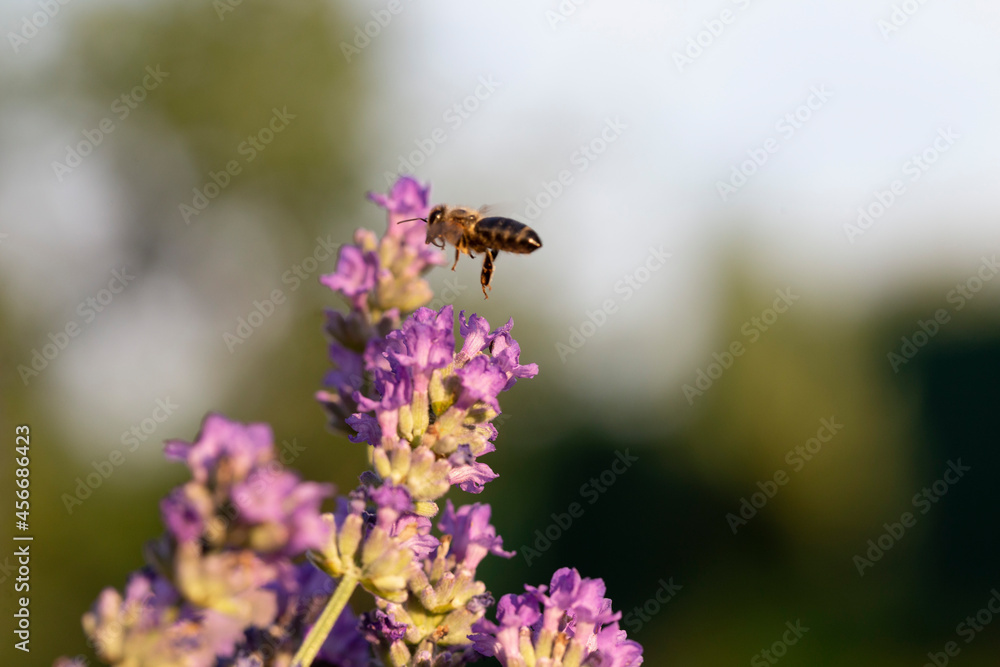 Honey bee pollinates lavender flowers. Plant decay with insects., Sunny lavender. Lavender flowers in the field. Soft focus, Close-up macro image wit blurred background. Honey bee pollinates lavender flowers. Plant decay with insects., Sunny lavender. Lavender flowers in the field. Soft focus, Close-up macro image wit blurred background.