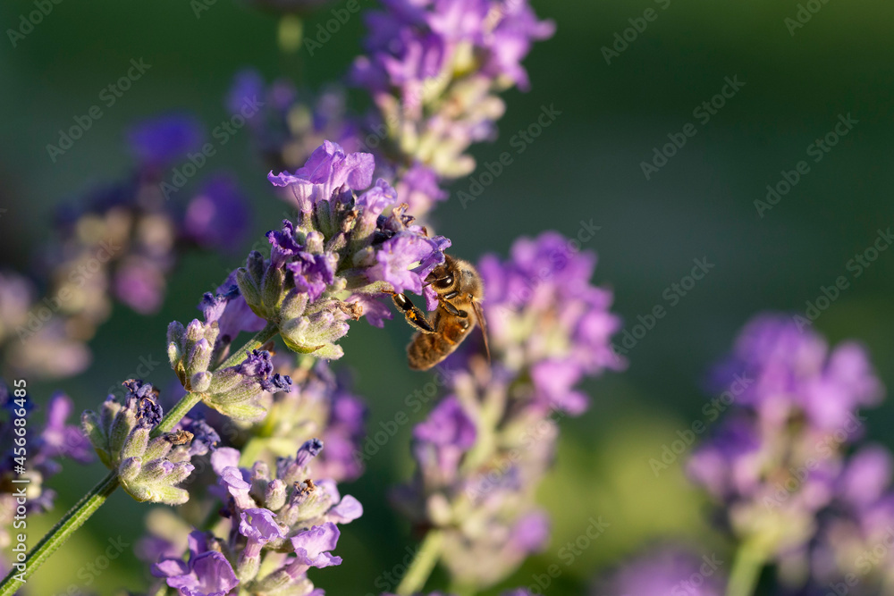 Honey bee pollinates lavender flowers. Plant decay with insects., Sunny lavender. Lavender flowers in the field. Soft focus, Close-up macro image wit blurred background. Honey bee pollinates lavender flowers. Plant decay with insects., Sunny lavender. Lavender flowers in the field. Soft focus, Close-up macro image wit blurred background.