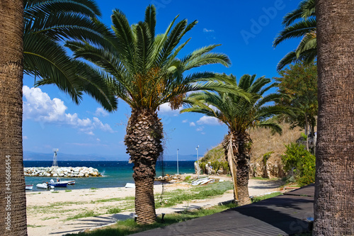 palm trees on the beach