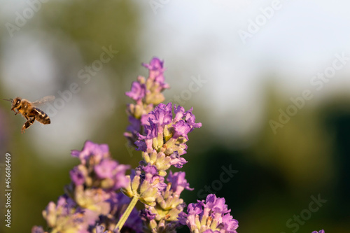 Honey bee pollinates lavender flowers. Plant decay with insects., Sunny lavender. Lavender flowers in the field. Soft focus, Close-up macro image wit blurred background. © ihorhvozdetskiy