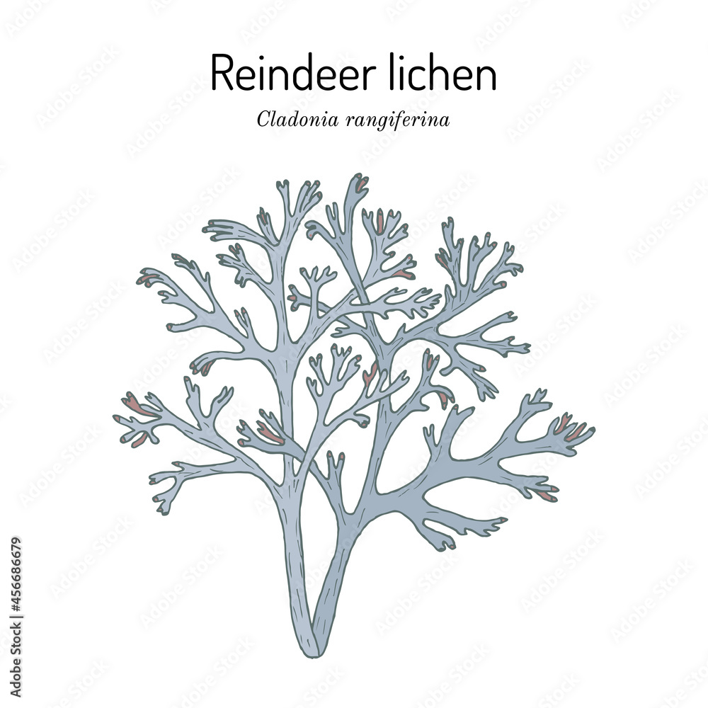 Grey reindeer lichen or deer moss - obrazy, fototapety, plakaty 