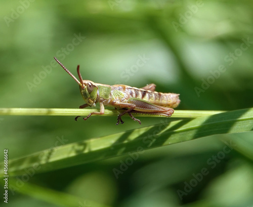 Vertical shot of a grasshopper photo