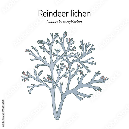 Grey reindeer lichen or deer moss